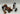 Playmobil Wolfsritter Katapult - 2
