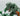 Playmobil Dinos: T - Rex mit Velociraptor - 2