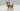 Playmobil Ritter mit Pferd und Page - 1