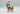 Playmobil Ritter mit Pferd und Page - 1